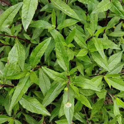 相關(guān)植物-墨旱蓮