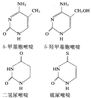 二氫尿嘧啶、硫脲嘧啶、5-甲基胞嘧啶