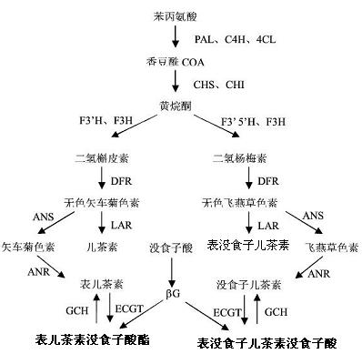 表兒茶素沒食子酸酯在植物體內(nèi)的合成途徑