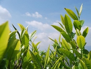 茶葉