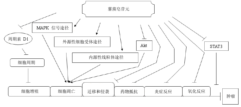 薯蕷皂苷元在細胞水平抗癌的可能作用機制