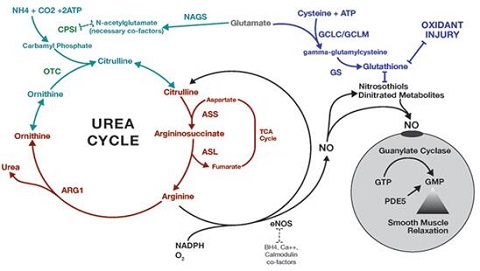 urea cycle in animals urea cycle in animals