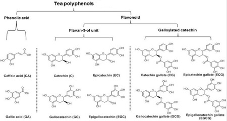 Figure 2 is the tea polyphenols containing the major chemical substances Figure 2 is the tea polyphenols containing the major chemical substances
