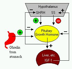 Control of growth hormone release Control of growth hormone release