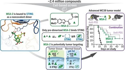 STING激動劑MSA-2，圖片來自Science, 2020, doi:10.1126/science.aba6098。