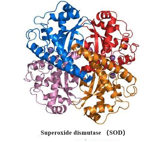 Superoxide dismutase