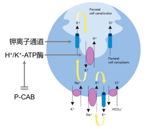 特戈拉贊作用機制