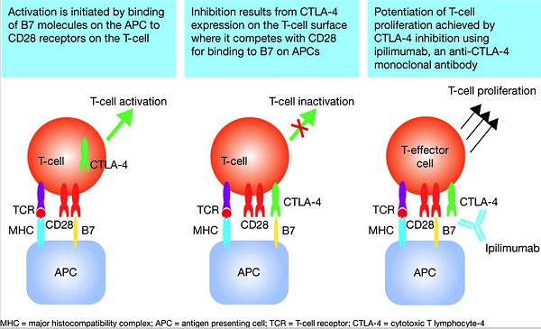 ipilimumab