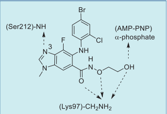 Figure 4. Summary of selumetinib–MEK1–AMP– PNP interactions based on an X-ray co-crystal structure. Figure 4. Summary of selumetinib–MEK1–AMP– PNP interactions based on an X-ray co-crystal structure.