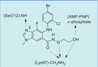 Figure 4. Summary of selumetinib–MEK1–AMP– PNP interactions based on an X-ray co-crystal  structure.