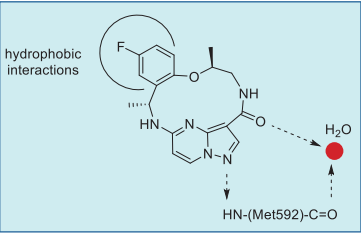 Figure 2. Putative interactions of repotrectinib–TRKA. Figure 2. Putative interactions of repotrectinib–TRKA.