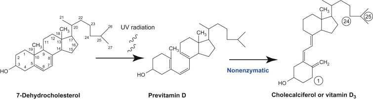 Conversion of 7-dehydrocholesterol in the skin to cholecalciferol.