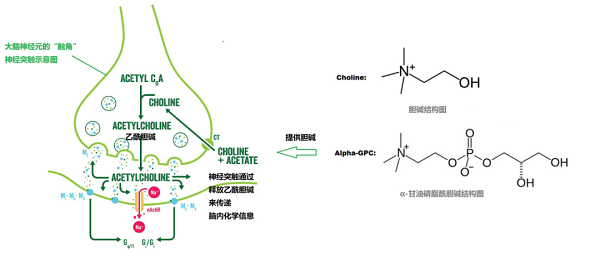甘油磷酰膽堿