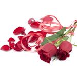 Rose Oil；Rose extract; Rose powder extract