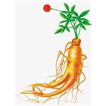 Protopanaxatriol APPT；Panax Ginseng extract 