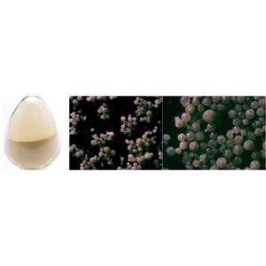 ZN-PP series Catalyst