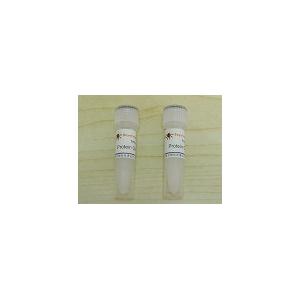 Protein G Agarose