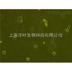 大鼠腎上腺嗜鉻細胞瘤細胞
