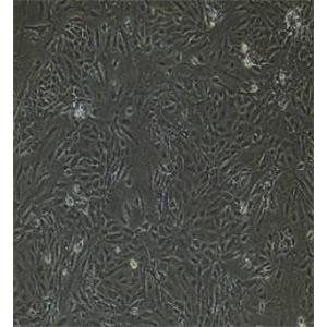 腎小管上皮細(xì)胞