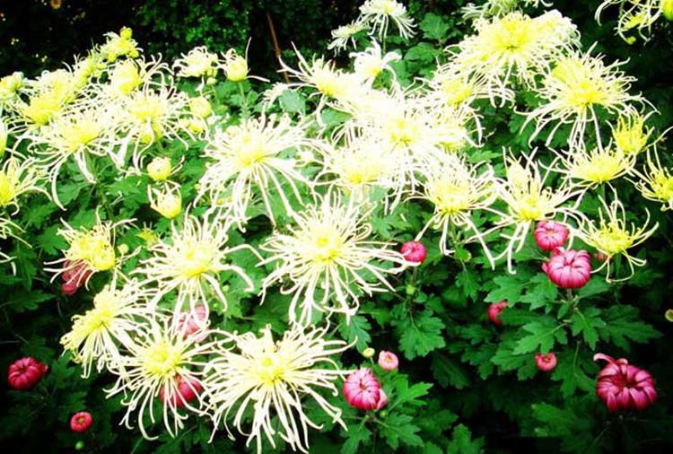 丁酰肼菊花3.jpg