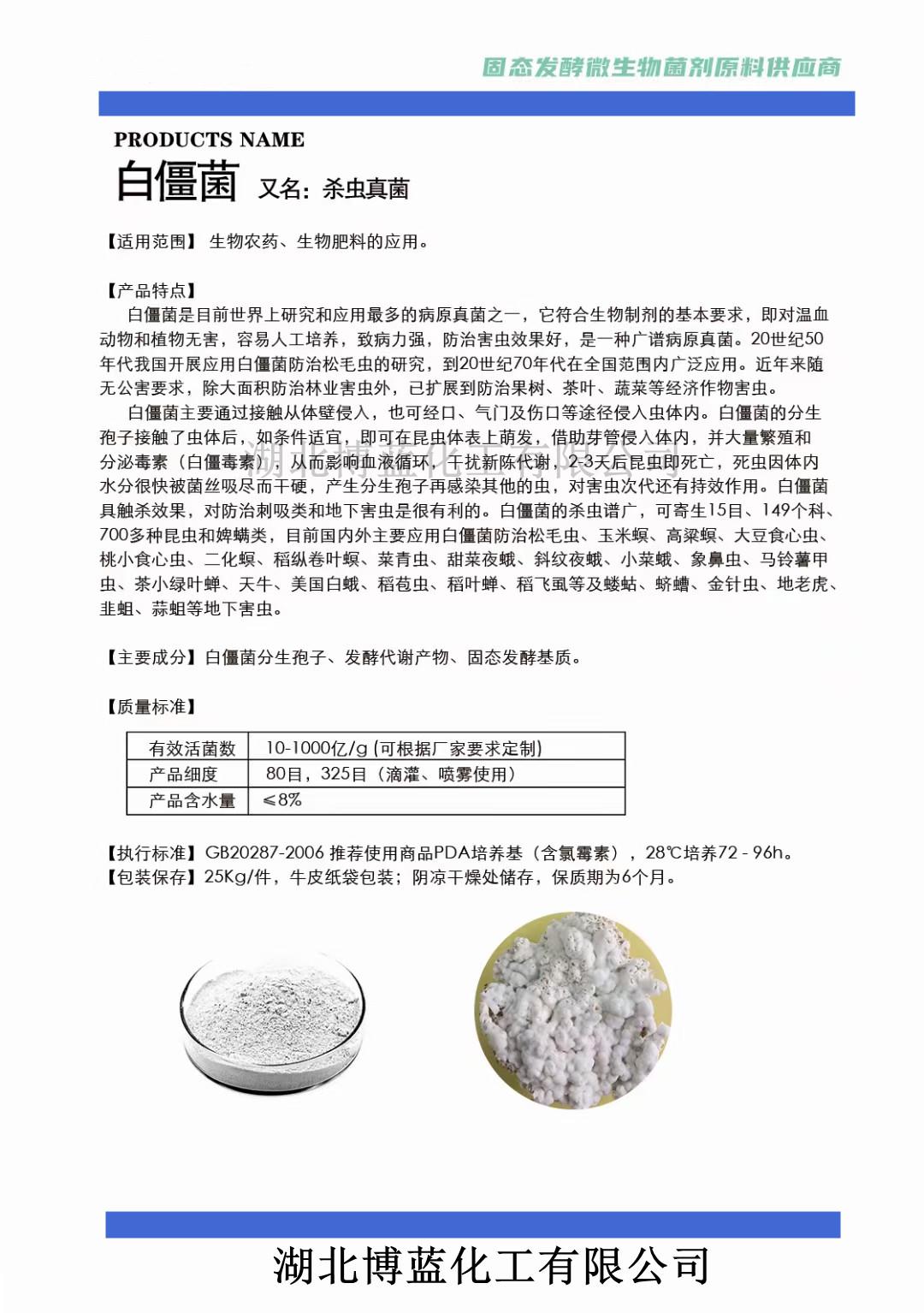 白僵菌簡(jiǎn)介_(kāi)副本.jpg 白僵菌簡(jiǎn)介_(kāi)副本.jpg