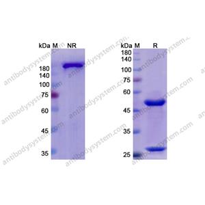 奧昔組單抗 ，Otelixizumab，anti-CD3E antibody 抗體