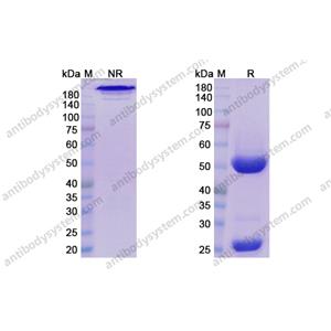 替利組單抗 ，Teplizumab，anti-CD3E antibody 抗體
