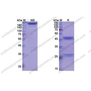 迪諾蘇單抗 ，Denosumab，anti-CD254 antibody 抗體