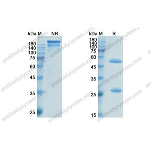依法珠單抗，Efalizumab，anti-CD11a antibody 抗體，