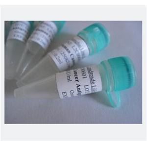 DPY19L4蛋白，DPY19L4 Protein