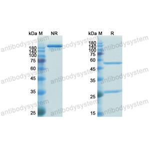 Research Grade Humanized DQB1-FL8  (DHM01501)