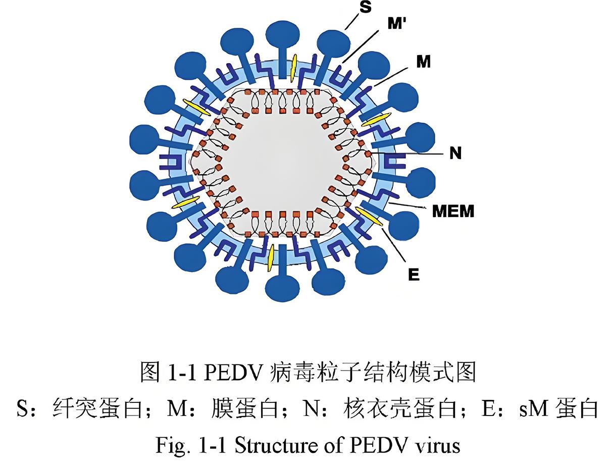 豬流行性腹瀉結構.jpg