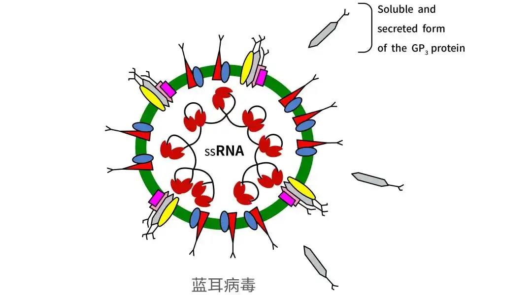豬藍(lán)耳病毒.jpg 豬藍(lán)耳病毒.jpg