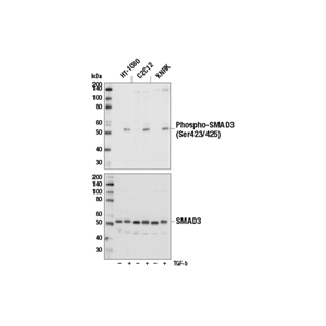 磷酸化SMAD3 (Ser423/425) (C25A9) 兔單克隆抗體