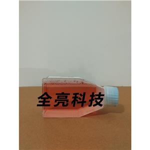 CCRF-CEM Cells人急性淋巴細(xì)胞白血病細(xì)胞|送STR圖譜